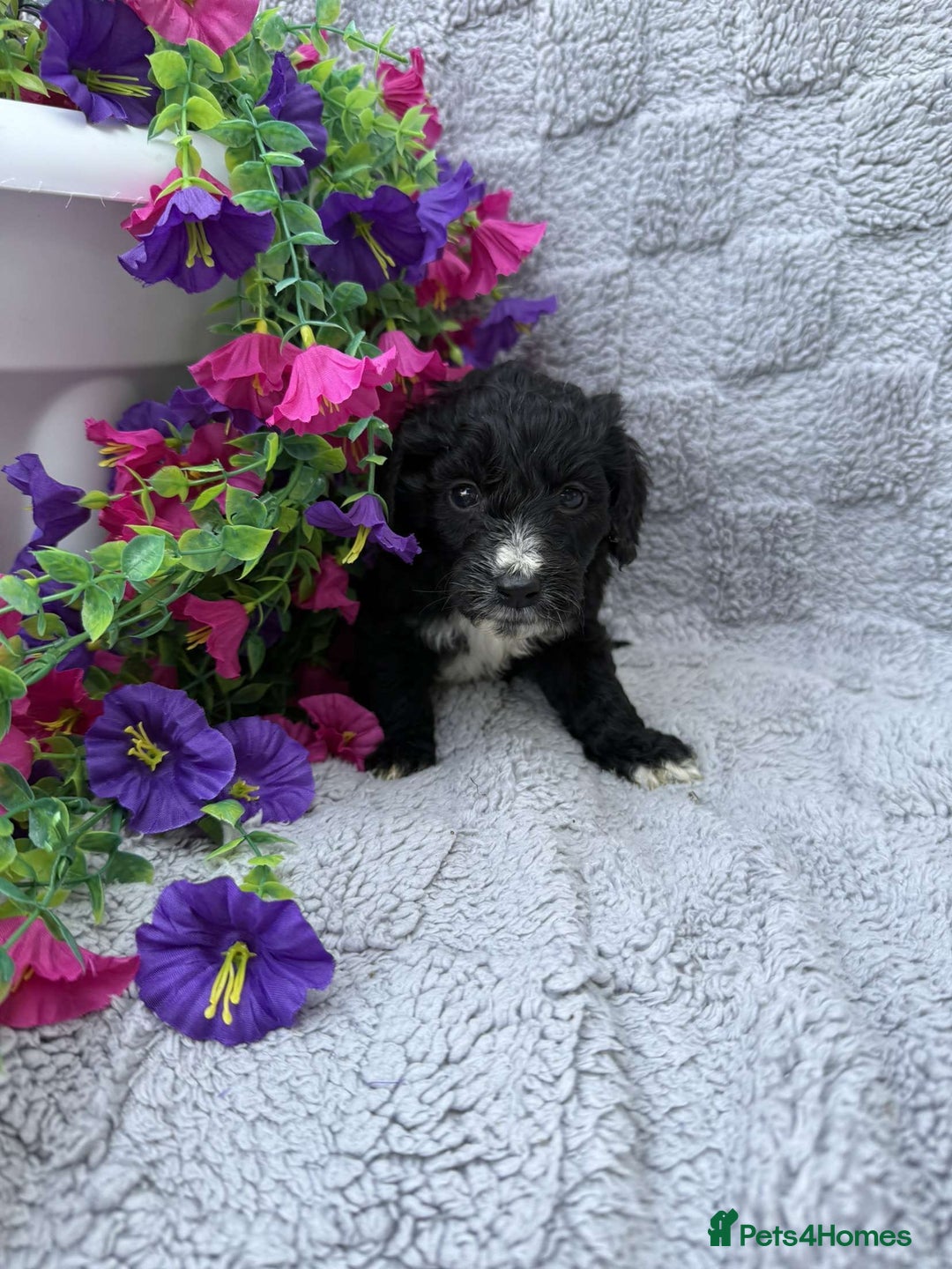 Cockapoo dogs for sale: F1 Showtype Cockapoo - Image 17
