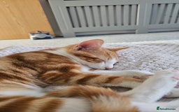 British Shorthair cats for sale: Male ginger short hair  - Image 4