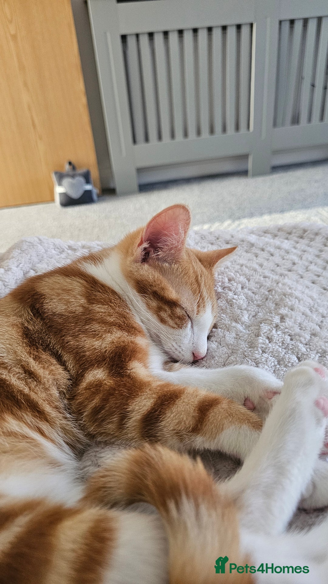 British Shorthair cats for sale: Male ginger short hair  - Image 4