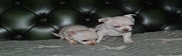 Chihuahua dogs for sale: Rare white  **  Chihuahua- girls  - Advert 5