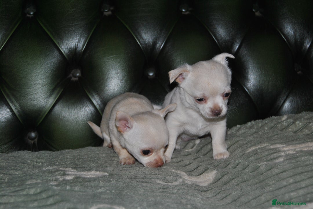 Chihuahua dogs for sale: Rare white  **  Chihuahua- girls  - Advert 5