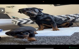 Mixed Breed dogs for sale: Corso weilers  - Image 12