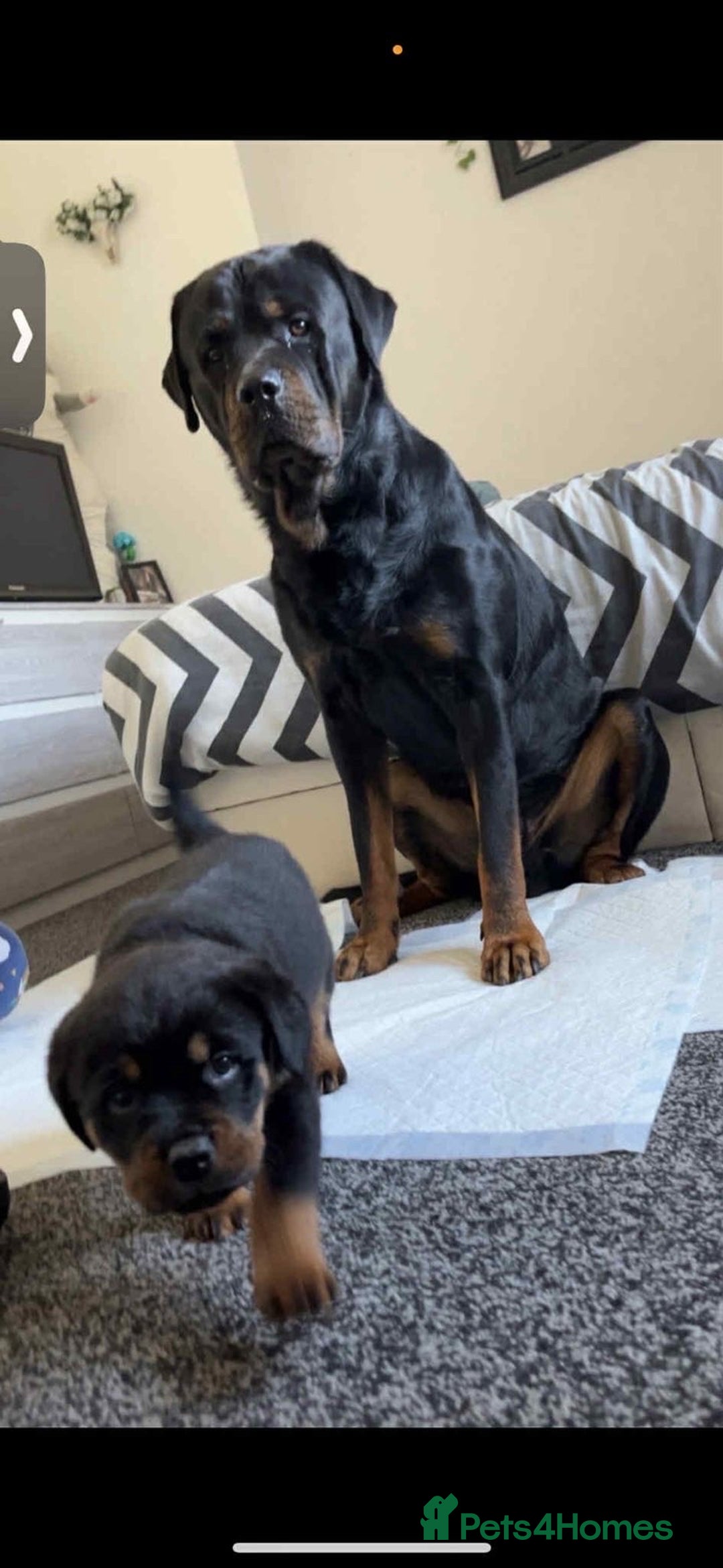 Mixed Breed dogs for sale: Corso weilers  - Image 12