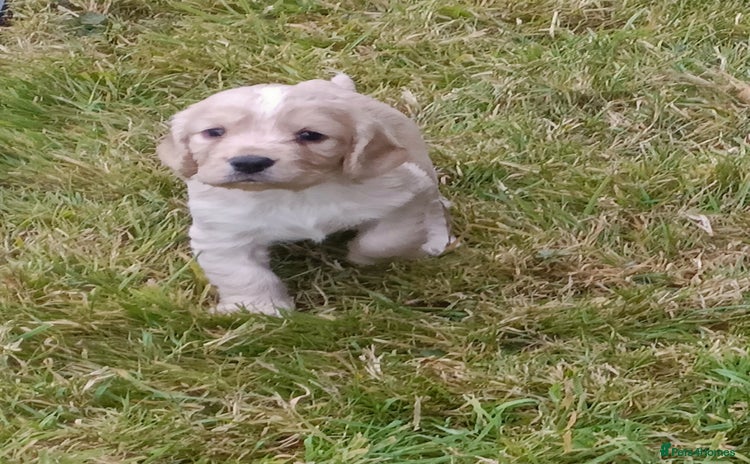 Cocker Spaniel dogs for sale - Advert 1