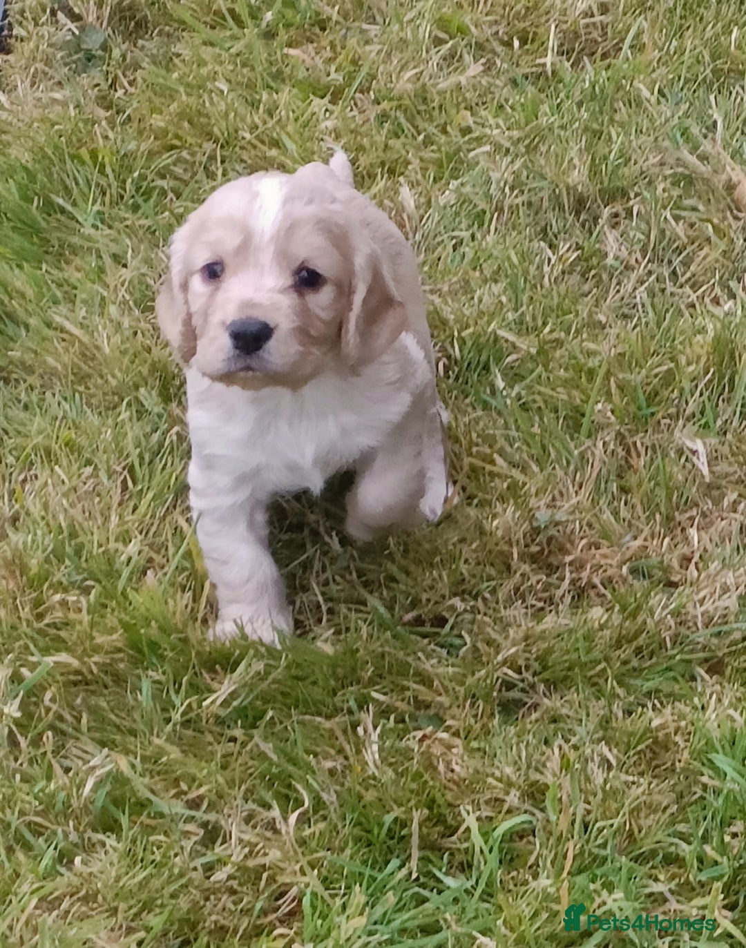 Cocker Spaniel dogs for sale: Cocker spaniel puppies for sale  - Image 1