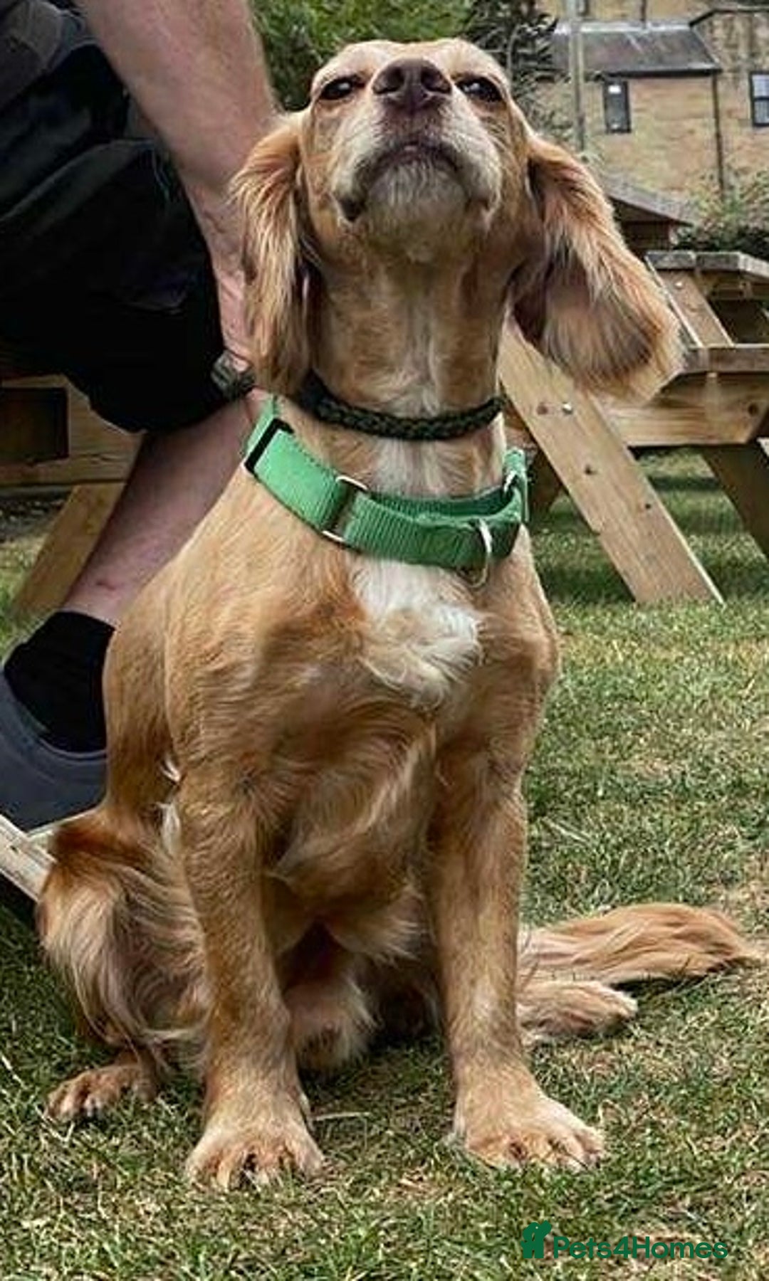Cocker Spaniel dogs for adoption: Bob needs a loving home  - Advert 24