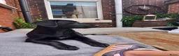 Springador dogs for sale: Springador 7 months old in Bolton - Advert 2