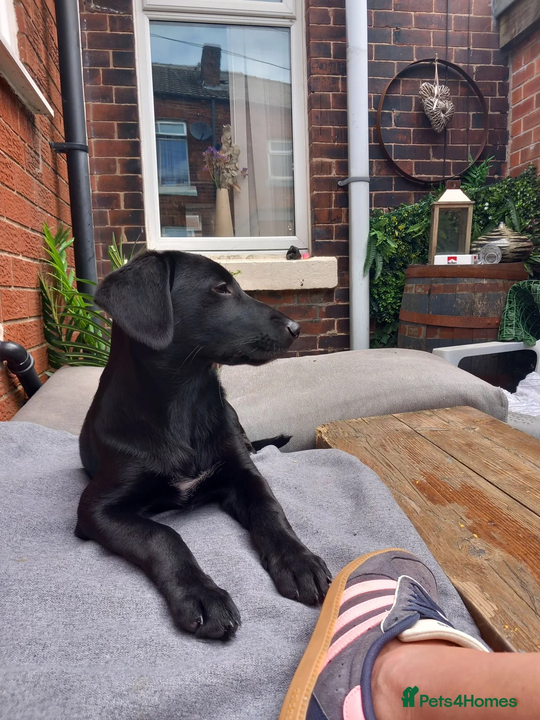 Springador dogs for sale: Springador 7 months old in Bolton - Advert 2