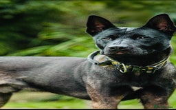 Belgian Shepherd Dog dogs for stud: Belgian Malinois x American Akita for Stud - Image 5