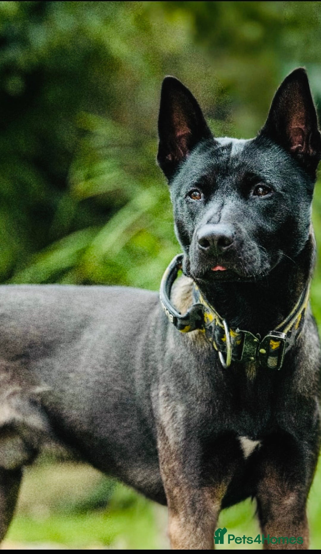 Belgian Shepherd Dog dogs for stud: Belgian Malinois x American Akita for Stud - Image 5