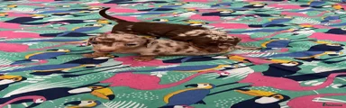 Miniature Dachshund 2