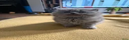British Longhair cats for sale: Incredible BLH kittens GCCF registered  - Advert 14