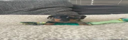 Miniature Dachshund dogs for sale: 5 Miniature Daschund Boys - Advert 20
