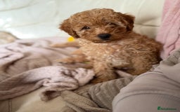 Cavapoo dogs for sale: 1 F2 Cavapoo Puppy Available–Ready for Loving Home - Image 9