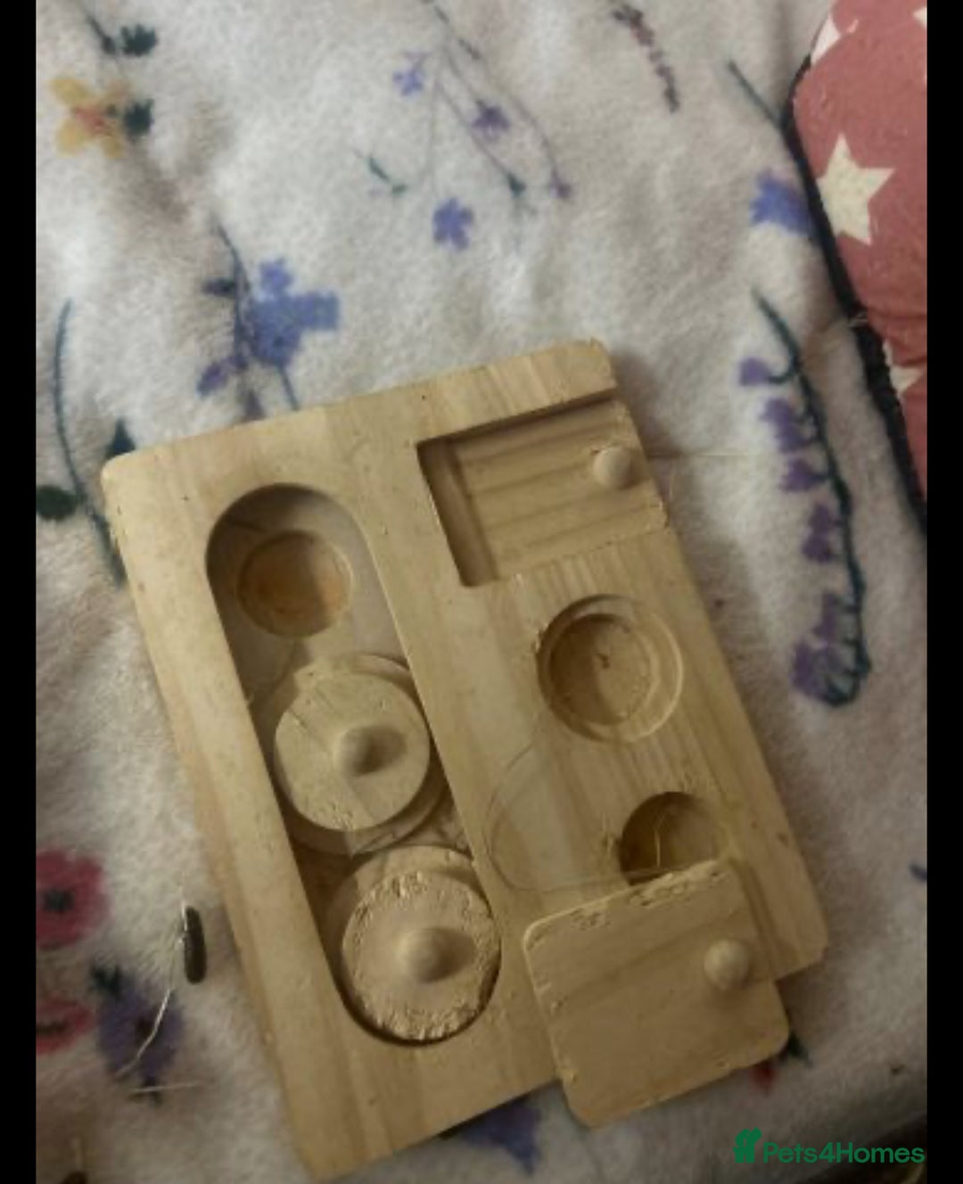 Guinea Pig rodents for sale: 2 male guinea pigs with cage+extras included  - Advert 9