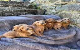 Cockapoo dogs for sale: ⭐️Ready Now, beautiful boys⭐️ Cockapoo puppies - Image 6