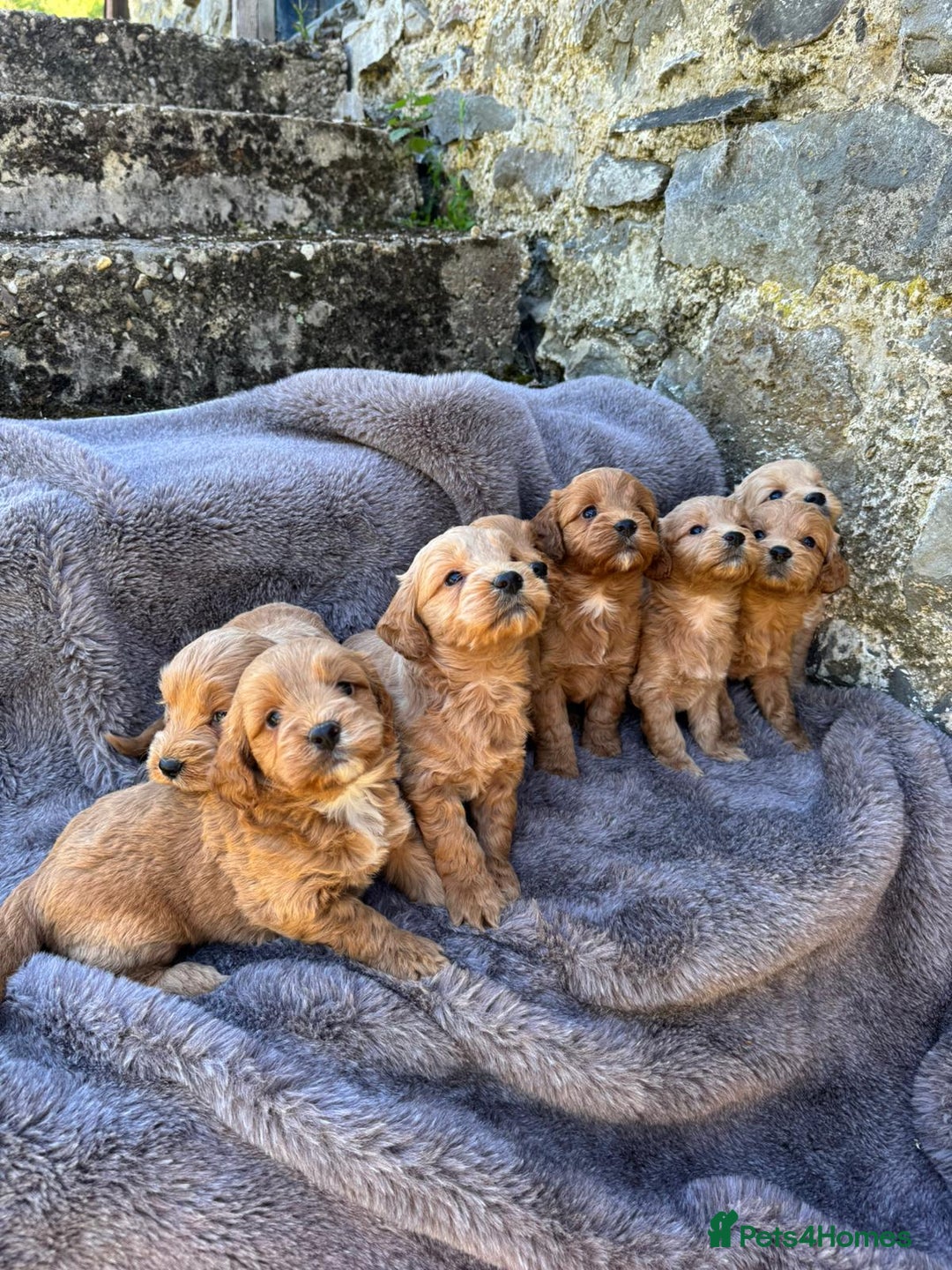 Cockapoo dogs for sale: ⭐️Ready Now, beautiful boys⭐️ Cockapoo puppies - Image 6