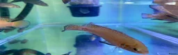 Cichlids fish for sale: Turkana jewel cichlids  - Advert 6