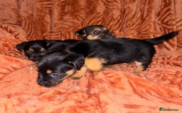 Jack Russell dogs for sale: Jack Russell Puppies  - Image 11