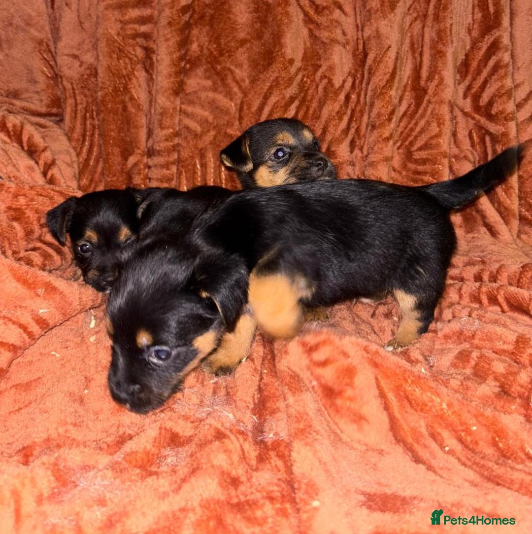 Jack Russell dogs for sale: Jack Russell Puppies  - Image 11
