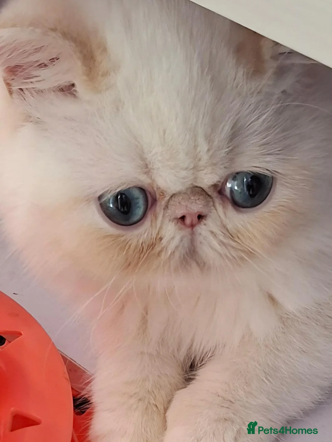 Exotic cats for sale:  SUPER FRIENDLY colour point Exotic  Males - Advert 2