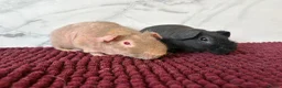 Guinea Pig rodents for sale: Bonded skinny boys for sale 🩵 - Advert 3
