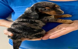 Miniature Dachshund dogs for sale: Healthy dapple smoothaired Dachshund mini pups - Image 2