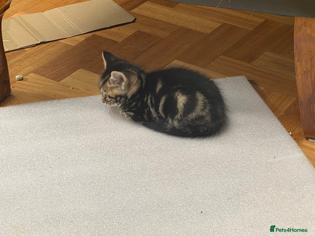 Domestic Shorthair cats for sale: 5 gorgeous little kittens looking for new homes - Image 9