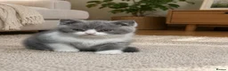 British Shorthair cats for sale: BSH kittens tica reg  - Advert 6