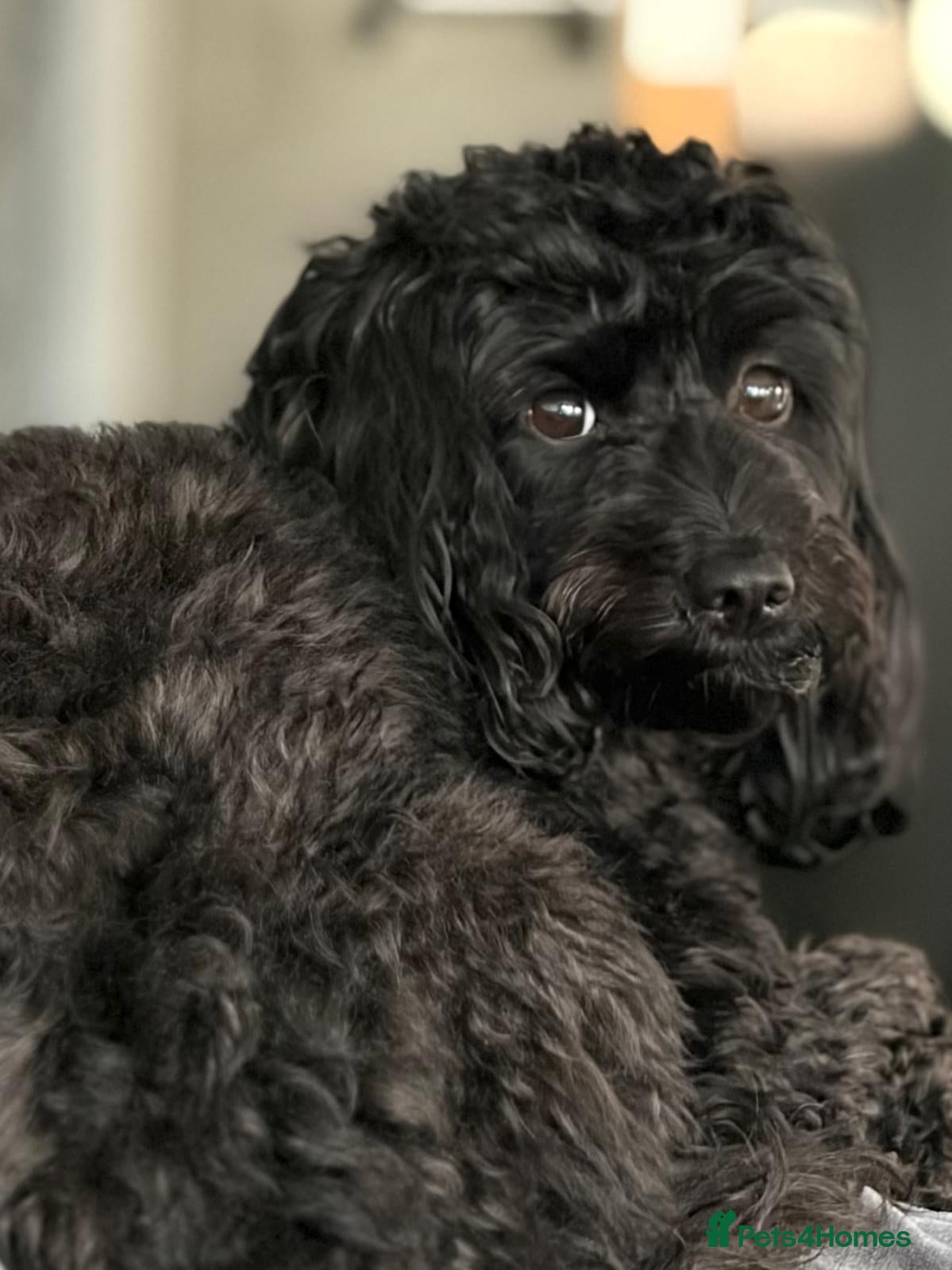 Cockapoo dogs Stunning F1B Cockapoos - DNA Clear - Advert 1