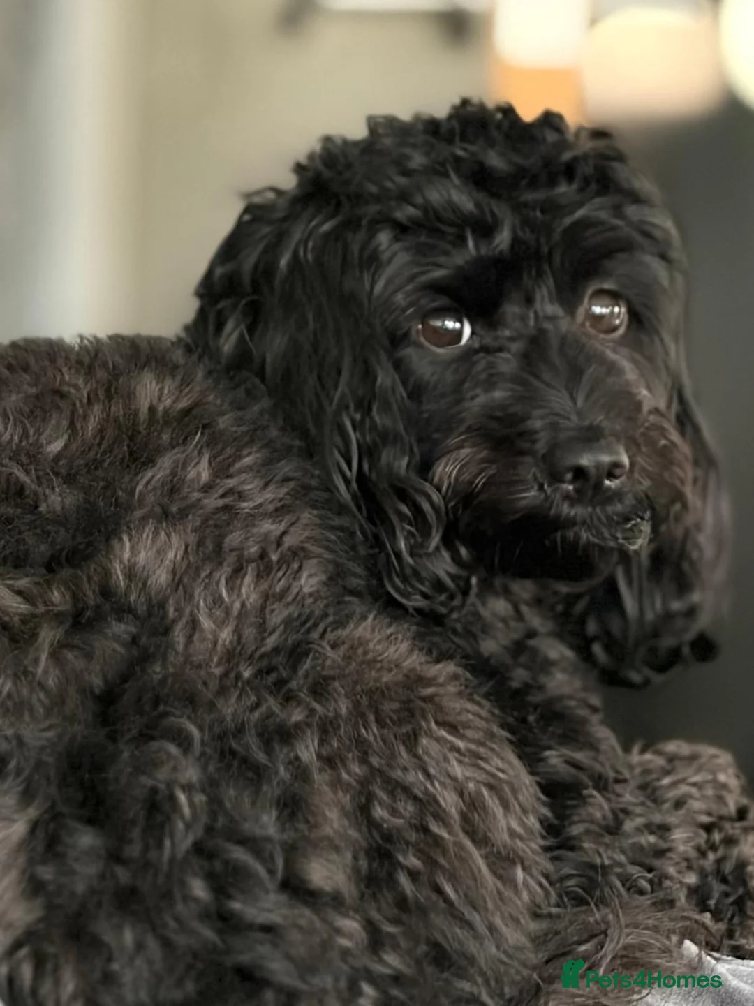 Cockapoo dogs for sale: Stunning F1B Cockapoos - DNA Clear - Advert 1