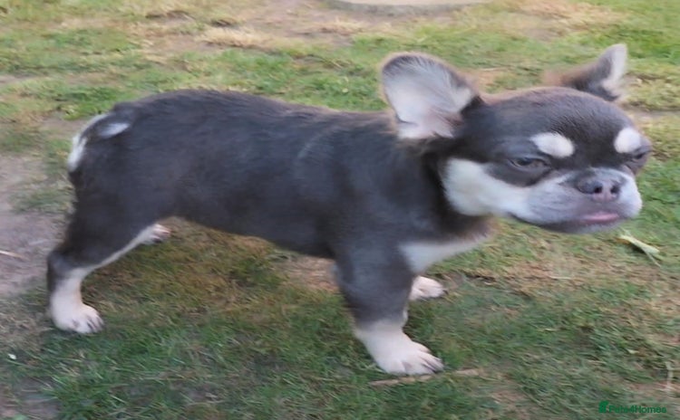 French Bulldog dogs in Walsall - Advert 8