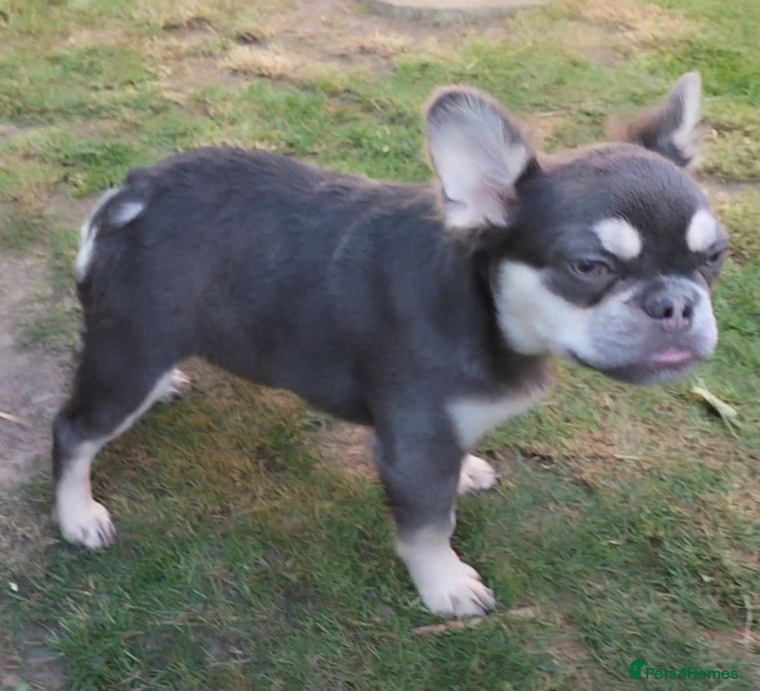 French Bulldog dogs for sale: LAST Outstanding Tiny  Fluffy French Bulldogs  in Walsall - Image 1
