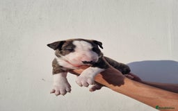 English Bull Terrier dogs for sale: Beautiful k.c reg bully pups  - Image 11
