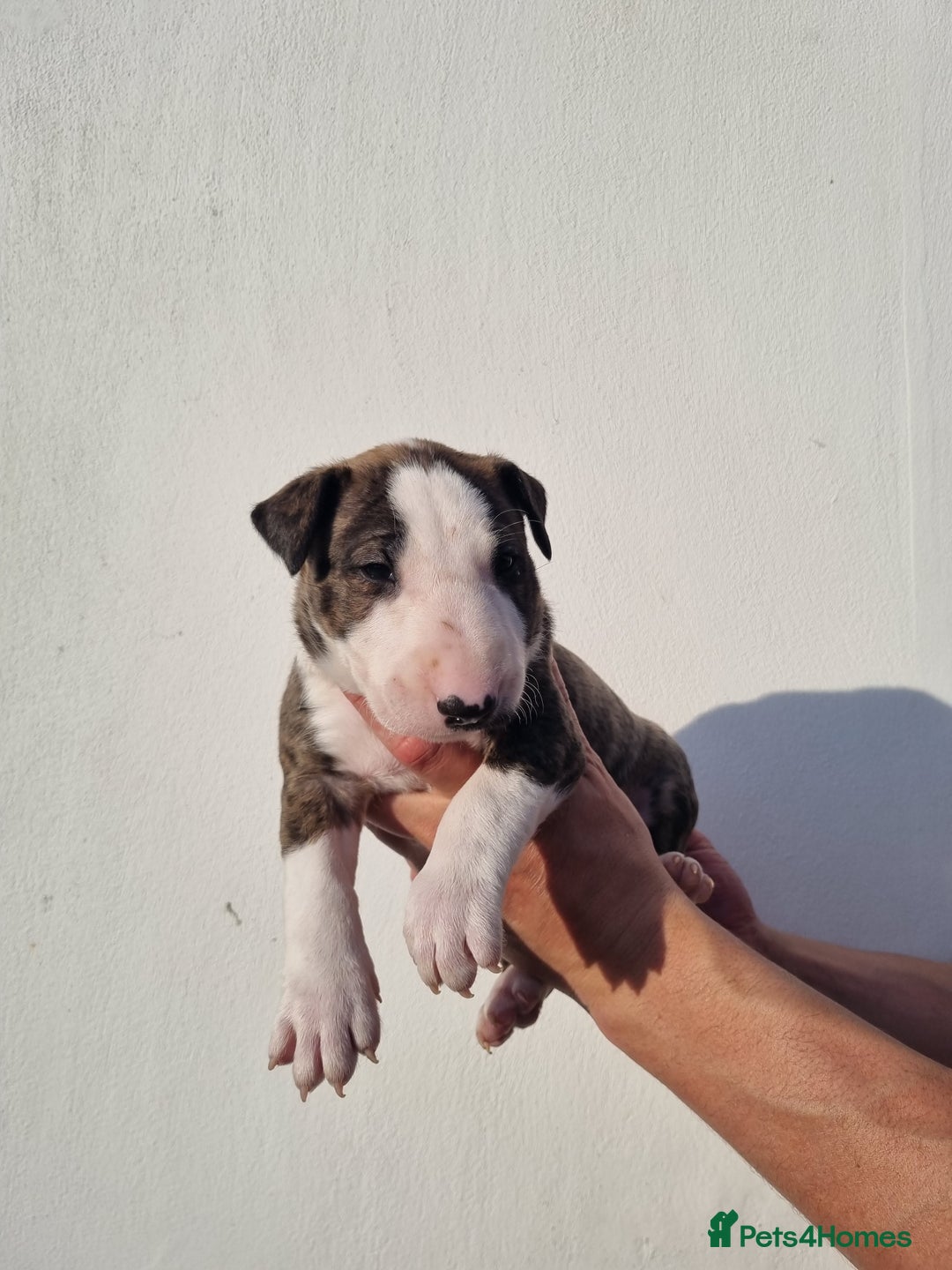 English Bull Terrier dogs for sale: Beautiful k.c reg bully pups  - Image 11