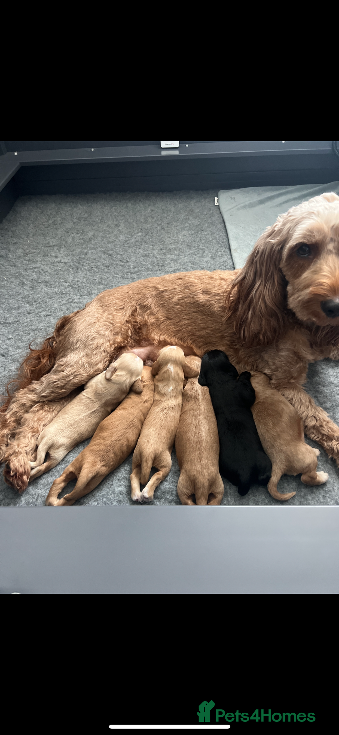 Cockapoo dogs for sale: F1b cockapoo puppies  - Advert 8