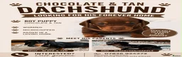 Dachshund dogs for sale: Dachshunds  - Advert 11