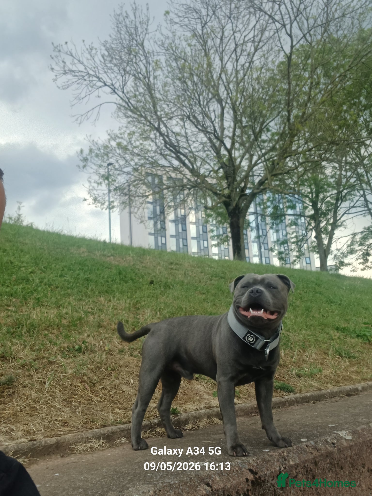 Staffordshire Bull Terrier dogs for stud: Stunning staffy for stud. Fully kc handsome lad - Advert 2