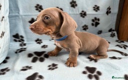 Miniature Dachshund dogs for sale: STUNNING MINIATURE DACHSHUND PUPPIES - Image 7