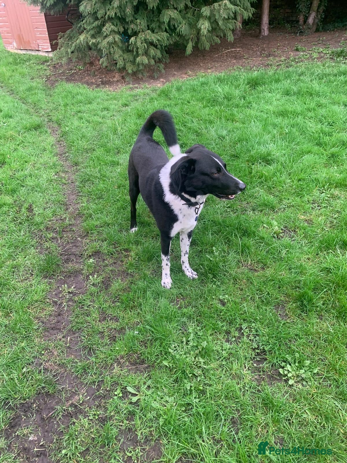 Smooth Collie dogs Dog for rehoming  - Advert 7