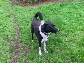 Smooth Collie dogs Dog for rehoming - Advert 8
