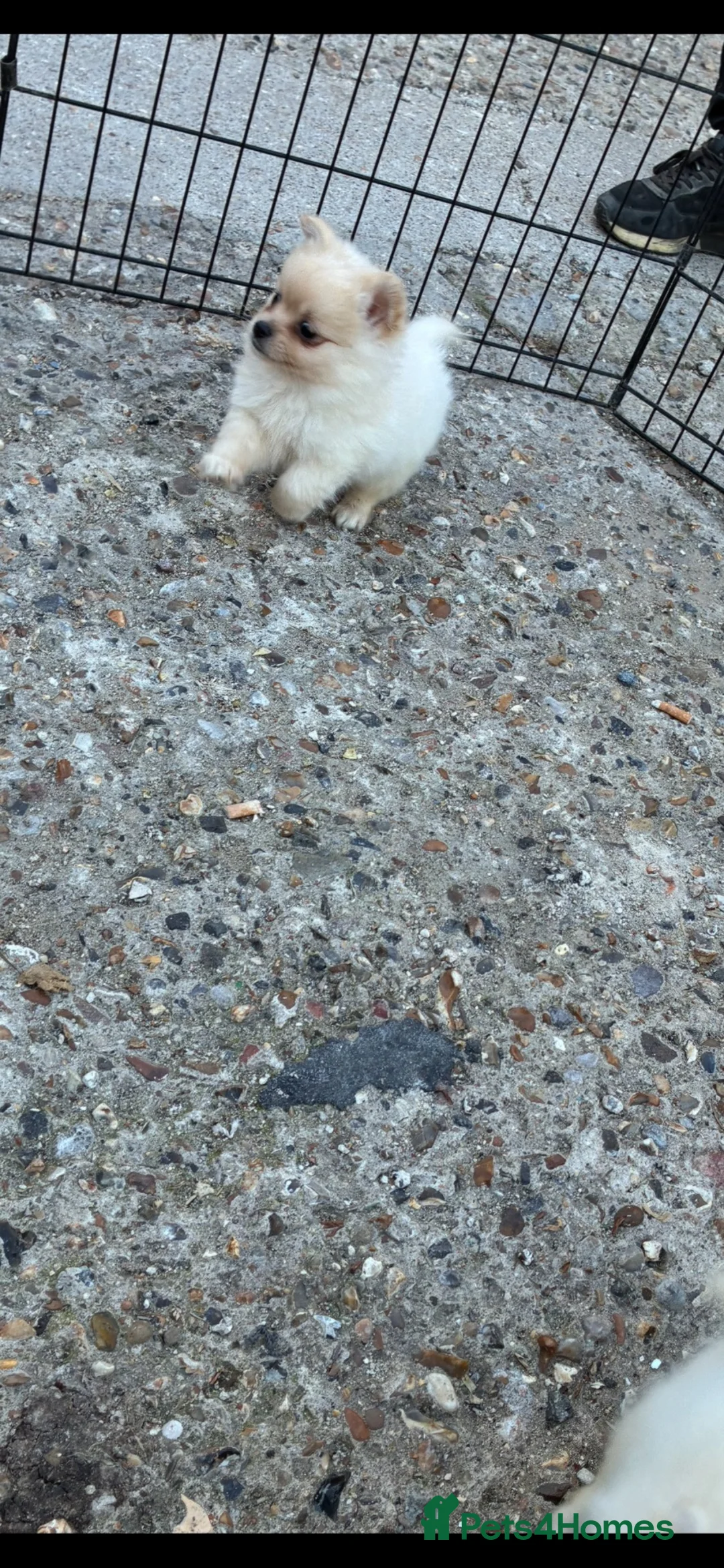 Pomeranian dogs for sale: 4 Pomeranian puppies  - Advert 2