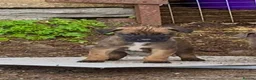 Mixed Breed dogs for sale: Only 9 left, blues, brindles, blacks and fawns - Advert 15