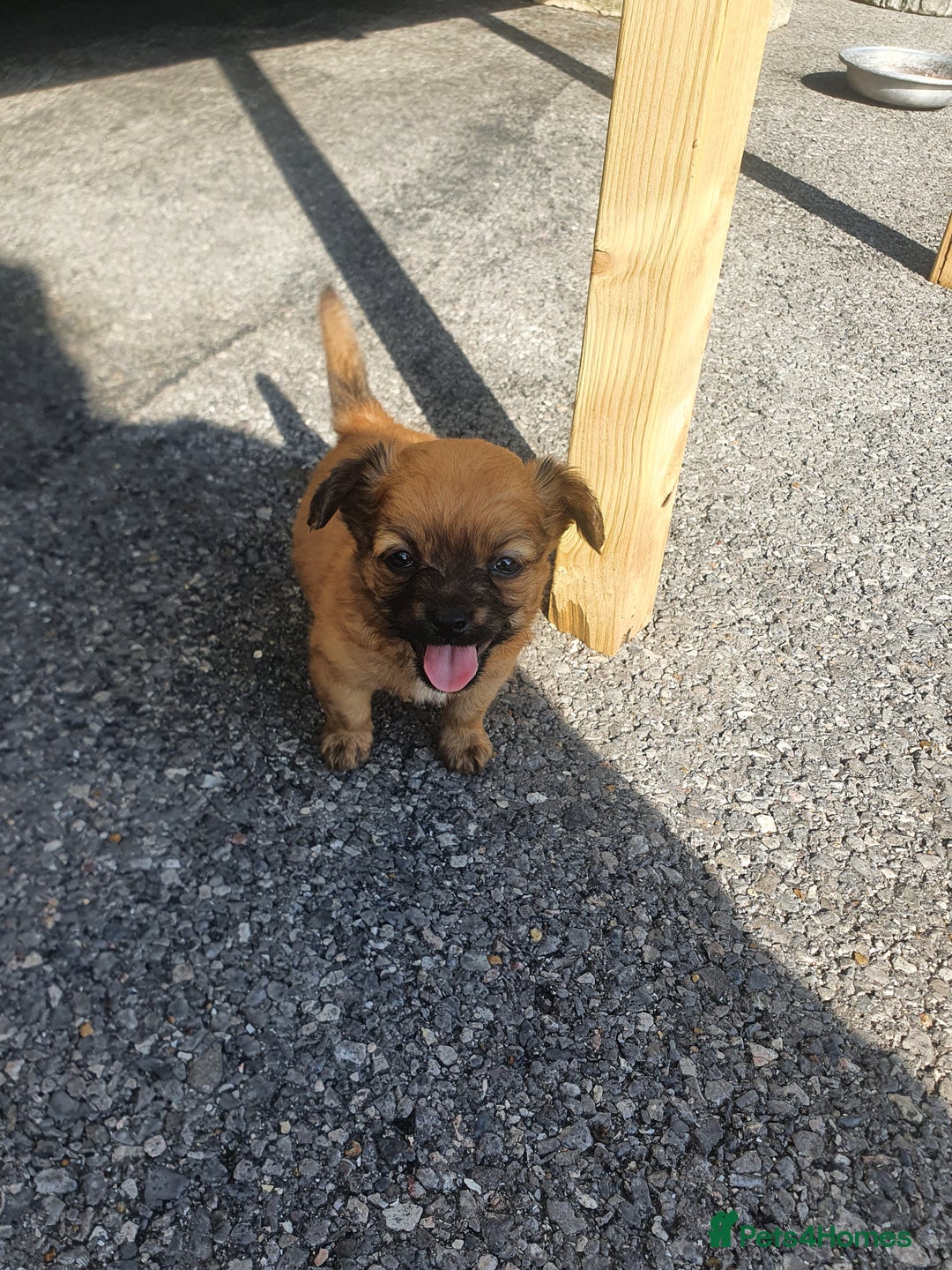 Chihuahua dogs for sale: Looking for a forever home - Image 5