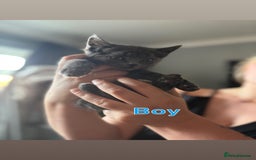 Mixed Breed cats for sale: 6 beautiful kittens ready for a forever home  - Image 2