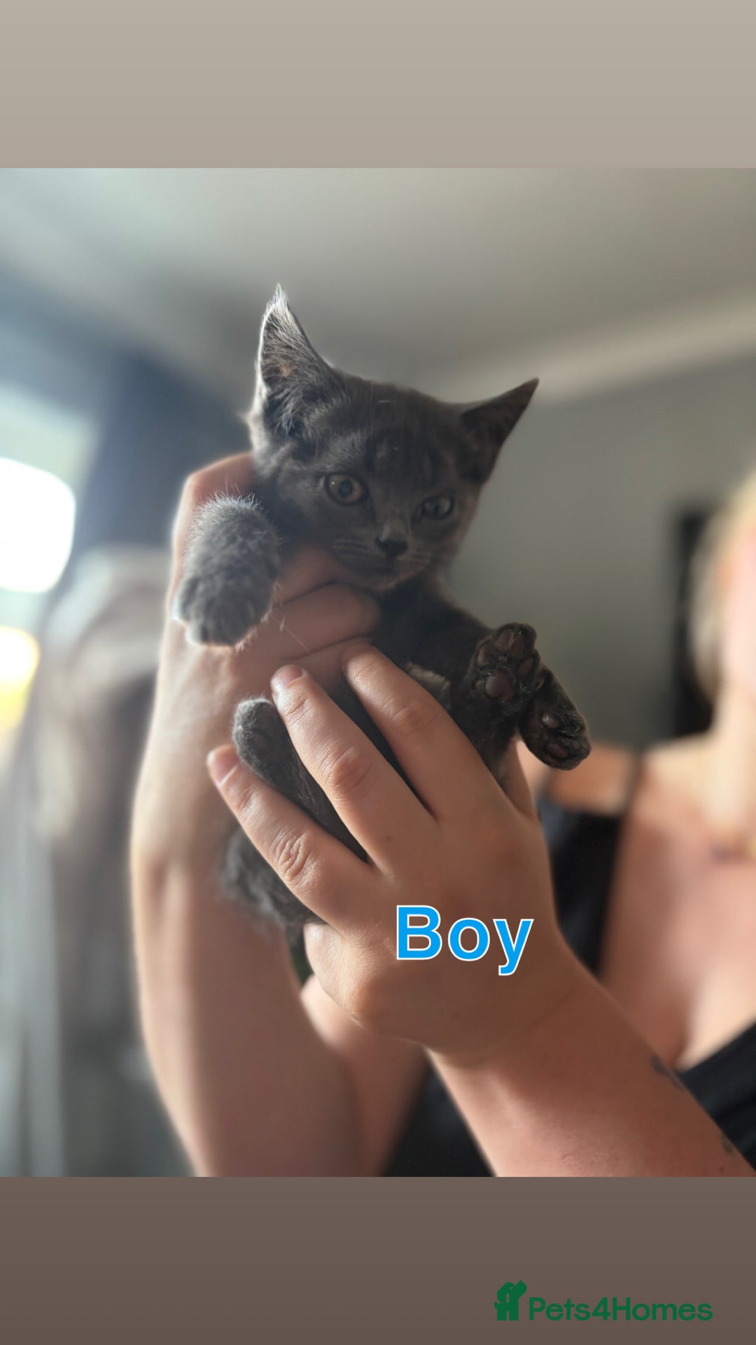 Mixed Breed cats for sale: 6 beautiful kittens ready for a forever home  - Image 2