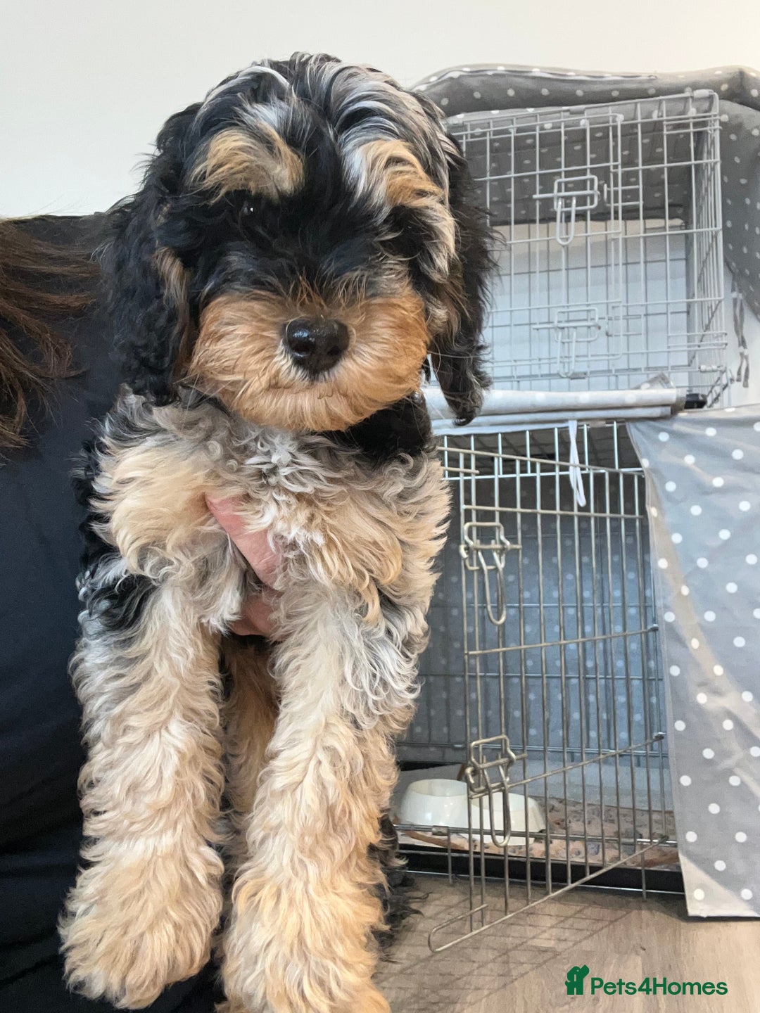 Cavapoo dogs for sale: Rare colour - stunning F1b Cavapoo  - Image 1
