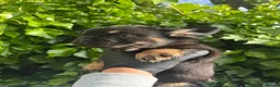 French Bulldog dogs for sale: Fluffy French bulldogs  in Chelmsford - Advert 7