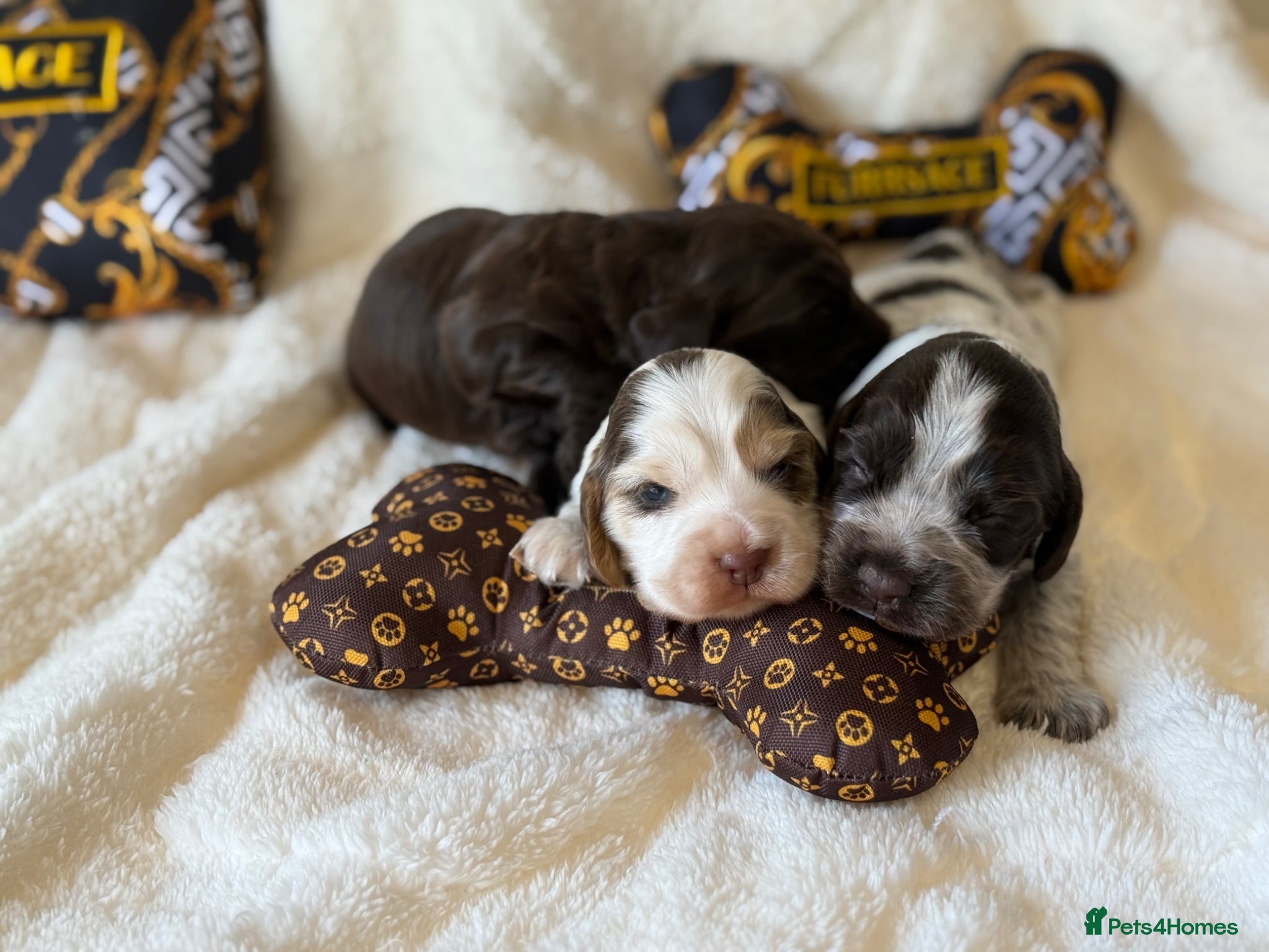 Cocker Spaniel dogs KC Show Cocker Spaniel Boys  - Advert 2