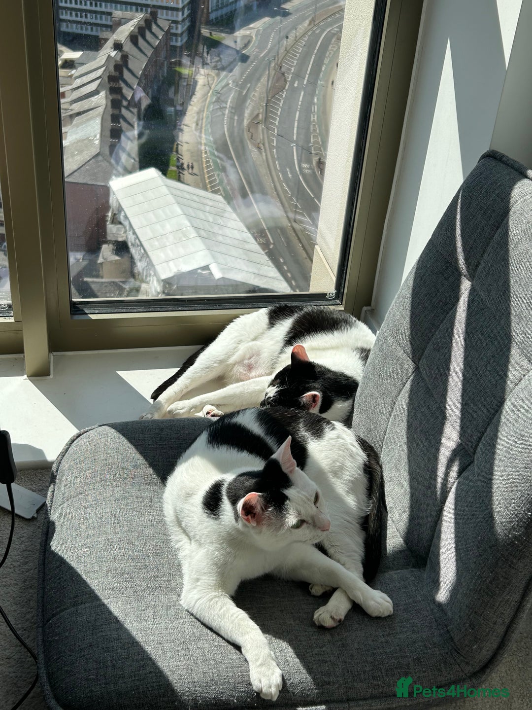 Mixed Breed cats for sale: Heartbroken to Rehome My Bonded Sisters (£0) - Advert 4